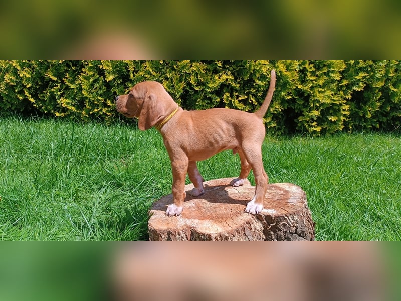 English Pointer- puppies FCI