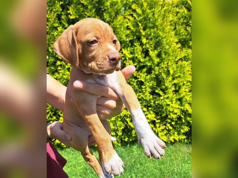 English Pointer- puppies FCI