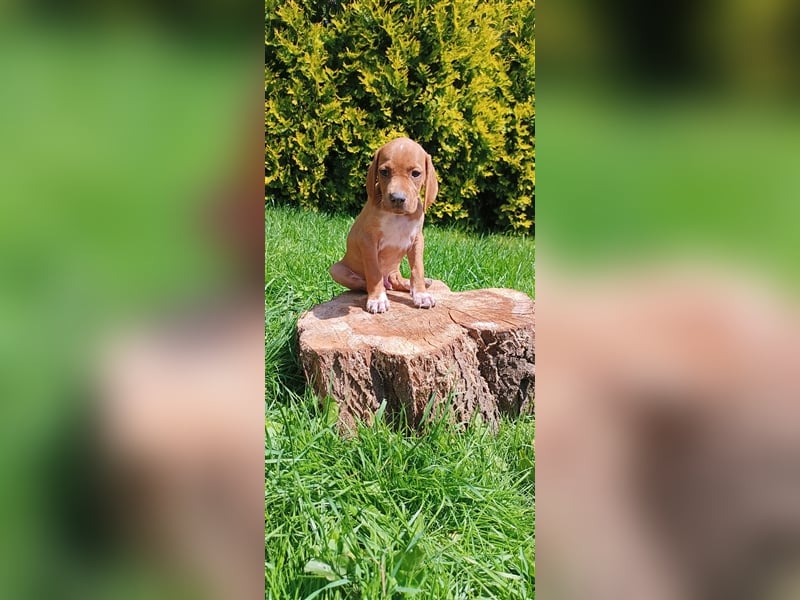 English Pointer- puppies FCI