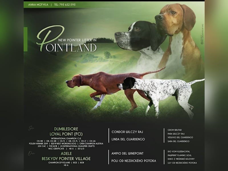 English Pointer- puppies FCI