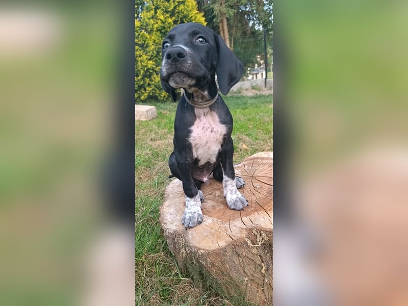 English Pointer- puppies FCI