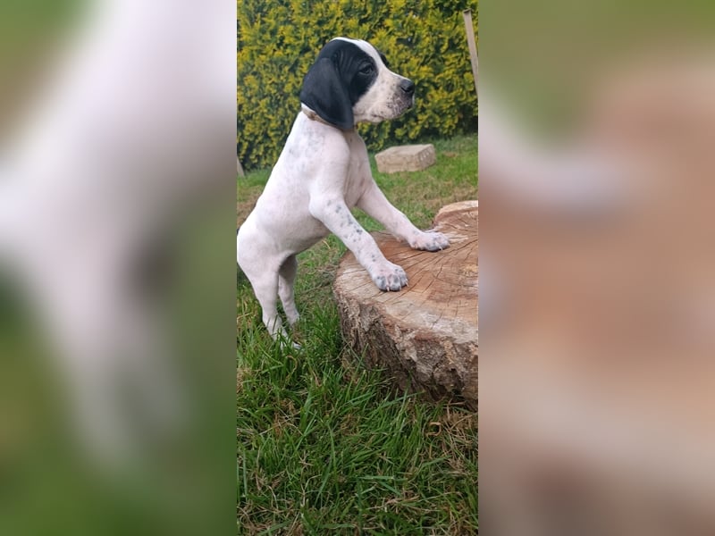 English Pointer- puppies FCI