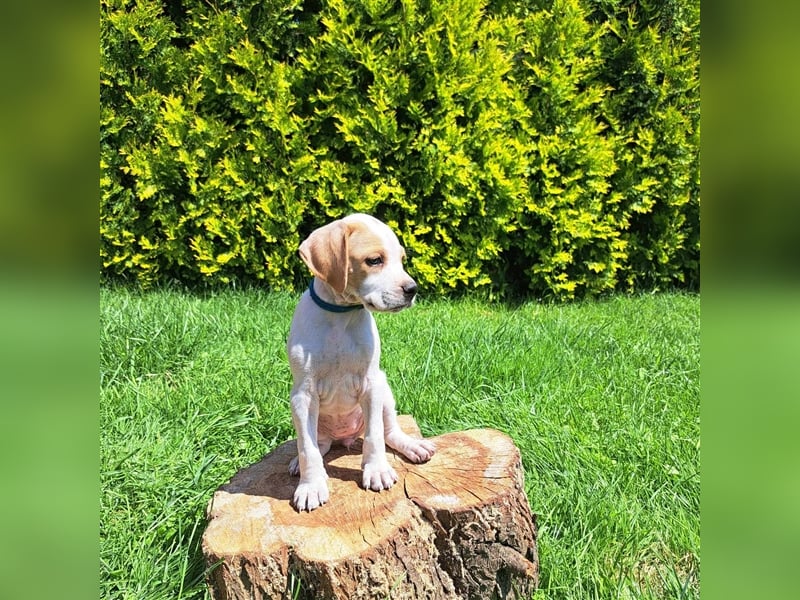 English Pointer- puppies FCI