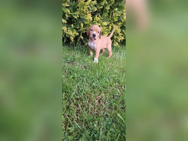 English Pointer- puppies FCI