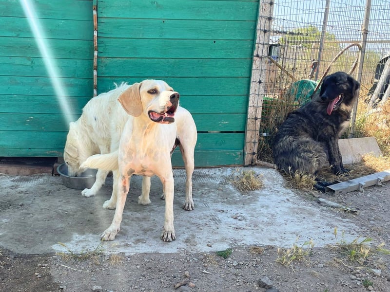 Remo – Pointer Mischling auf der Suche nach seinem Glück