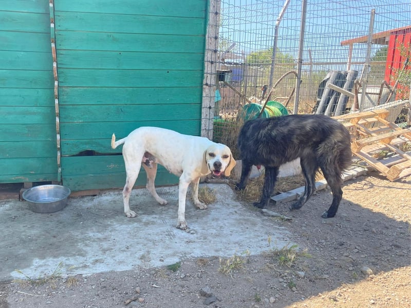 Remo – Pointer Mischling auf der Suche nach seinem Glück