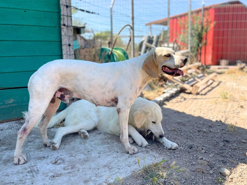 Remo – Pointer Mischling auf der Suche nach seinem Glück