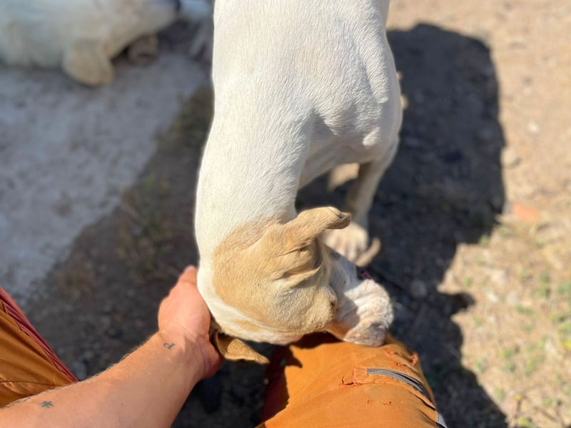 Remo – Pointer Mischling auf der Suche nach seinem Glück
