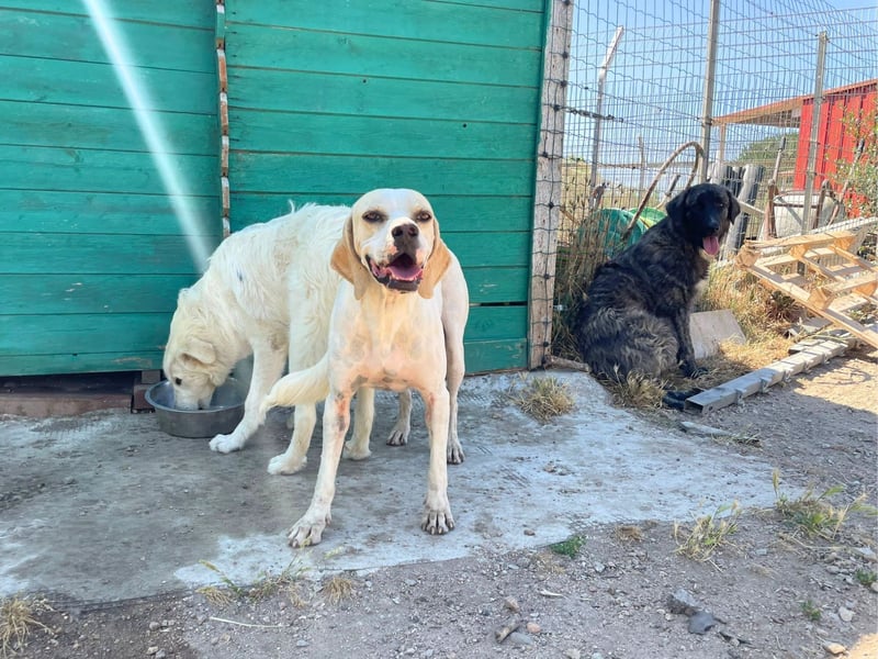Remo – Pointer Mischling auf der Suche nach seinem Glück