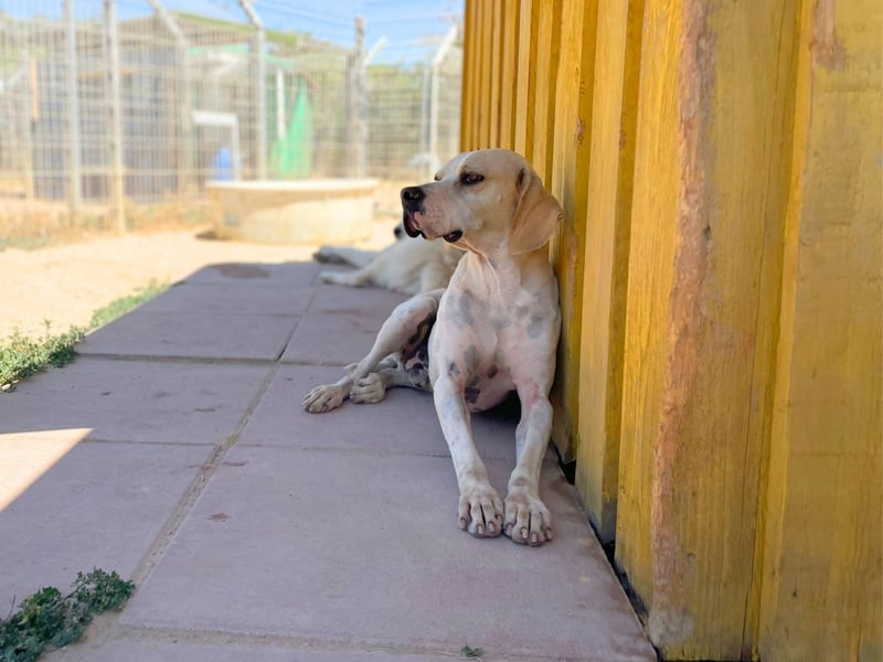 Remo – Pointer Mischling auf der Suche nach seinem Glück