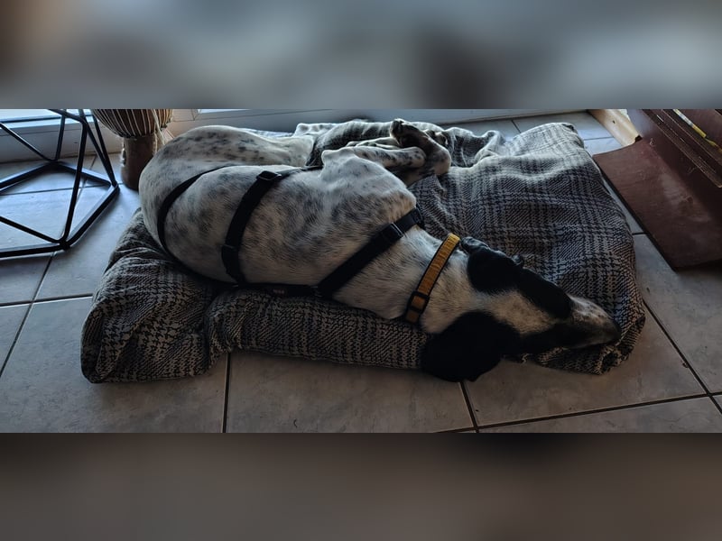 Bubis sucht ein Zuhause