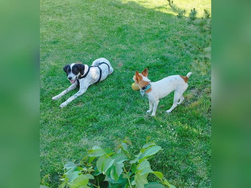 Bubis sucht ein Zuhause