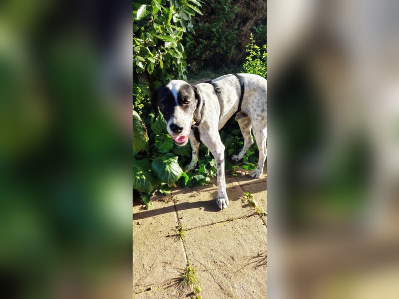 Bubis sucht ein Zuhause