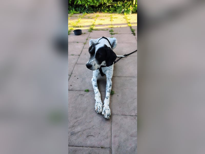 Bubis sucht ein Zuhause