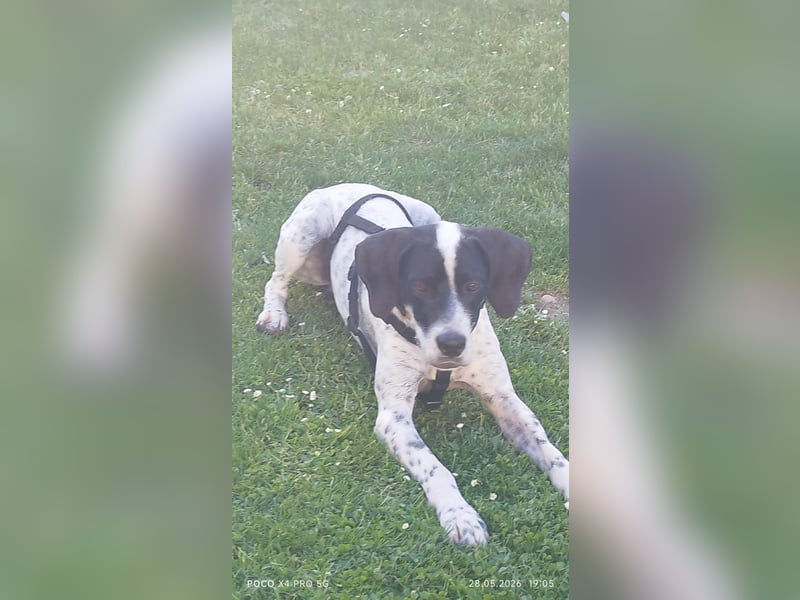 Bubis sucht ein Zuhause