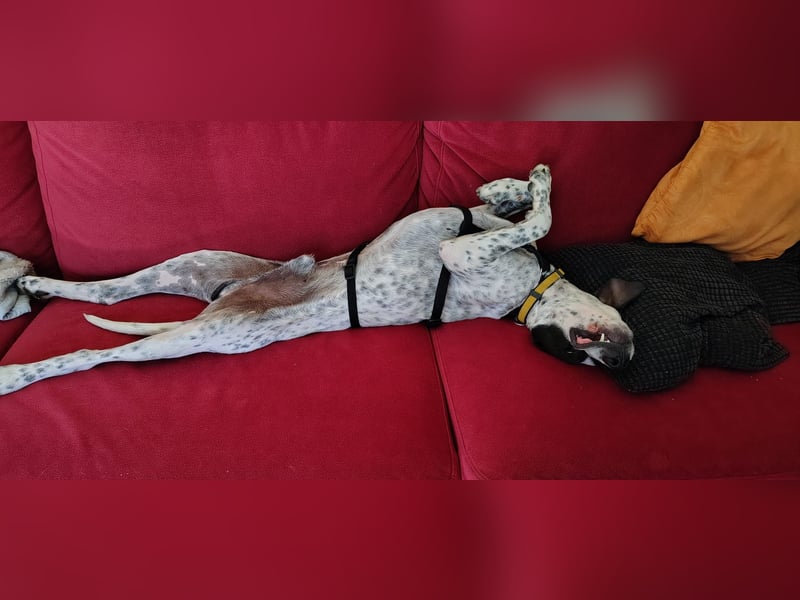 Bubis sucht ein Zuhause