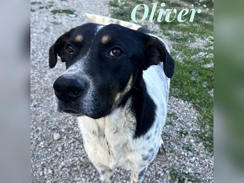 Oliver - sanfter Riese mit großem Herz