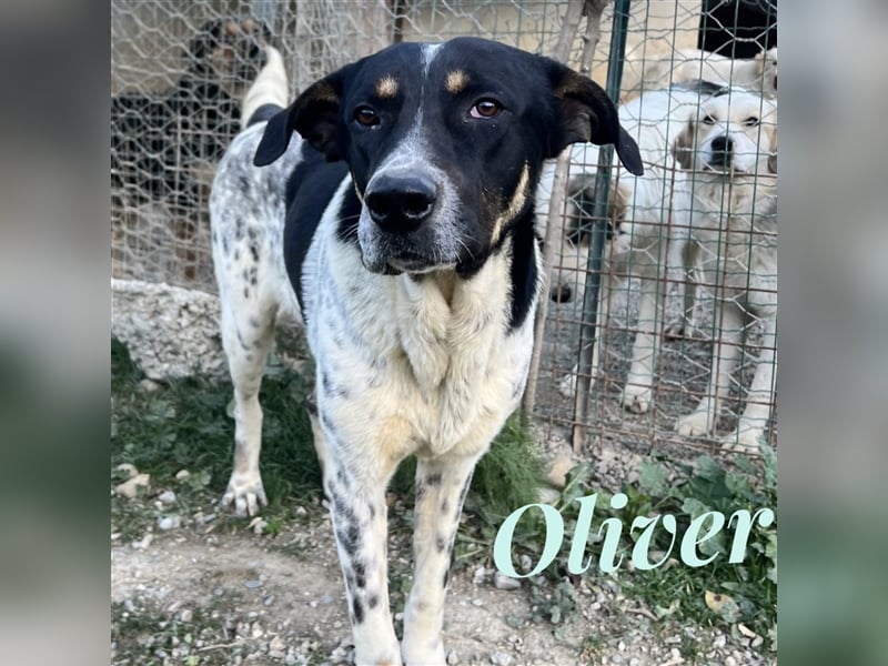 Oliver - sanfter Riese mit großem Herz