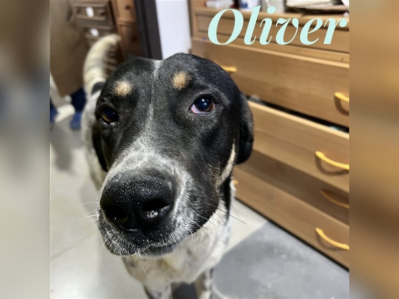 Oliver - sanfter Riese mit großem Herz