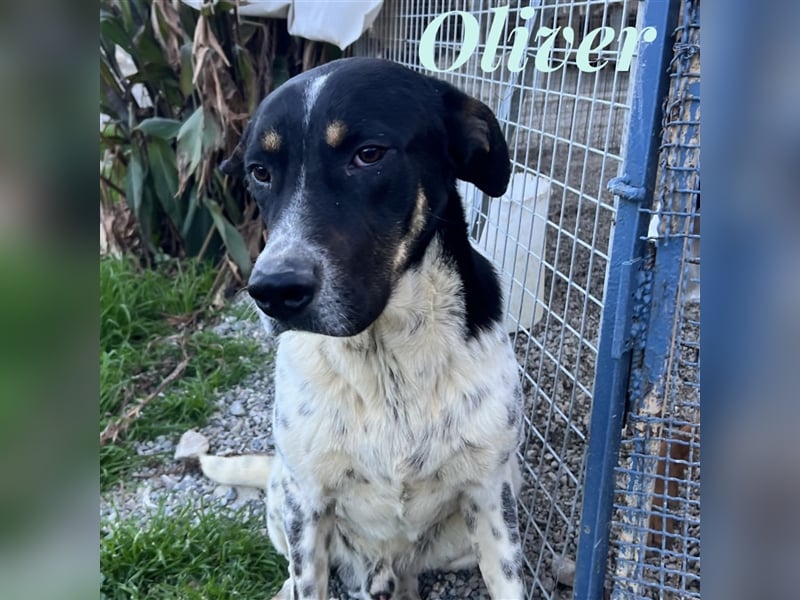 Oliver - sanfter Riese mit großem Herz