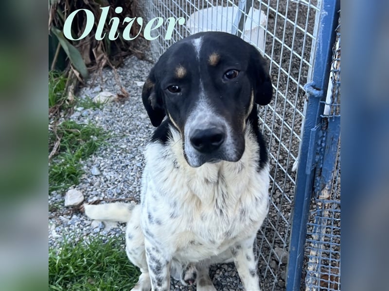 Oliver - sanfter Riese mit großem Herz