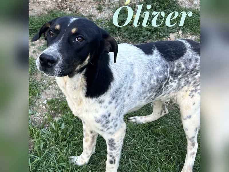 Oliver - sanfter Riese mit großem Herz