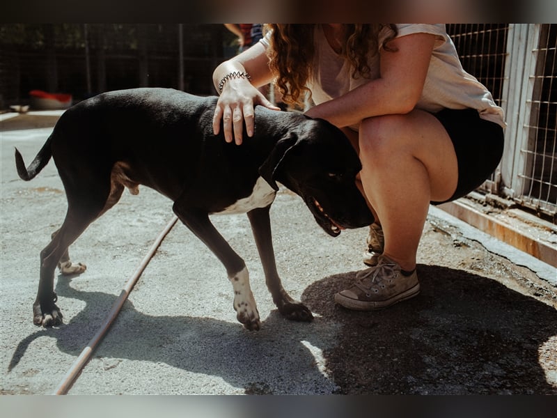 Liebevoller und niedlicher Quatschkopf Giannis sucht eine Familei