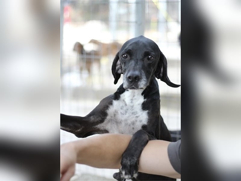 Liebevoller und niedlicher Quatschkopf Giannis sucht eine Familei