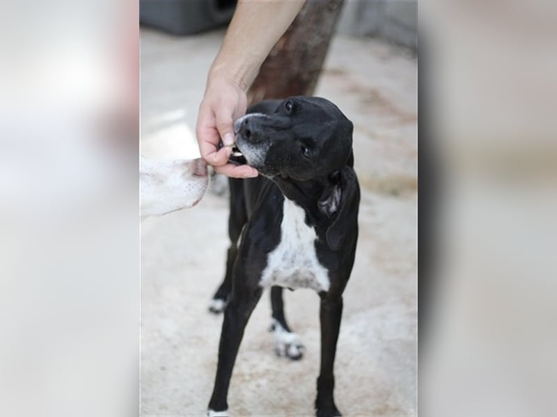 Liebevoller und niedlicher Quatschkopf Giannis sucht eine Familei