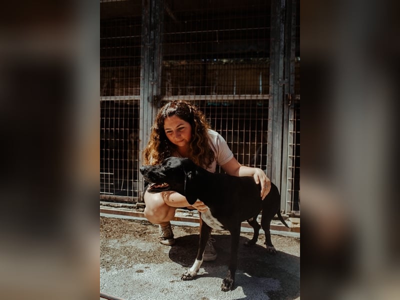 Liebevoller und niedlicher Quatschkopf Giannis sucht eine Familei