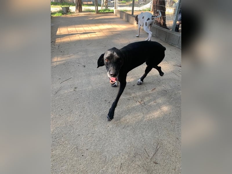 Liebevoller und niedlicher Quatschkopf Giannis sucht eine Familei