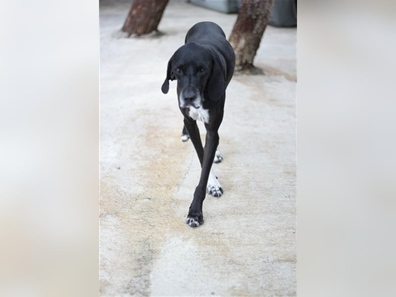 Liebevoller und niedlicher Quatschkopf Giannis sucht eine Familei