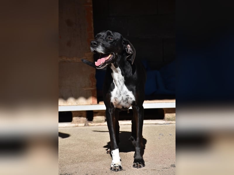 Liebevoller und niedlicher Quatschkopf Giannis sucht eine Familei