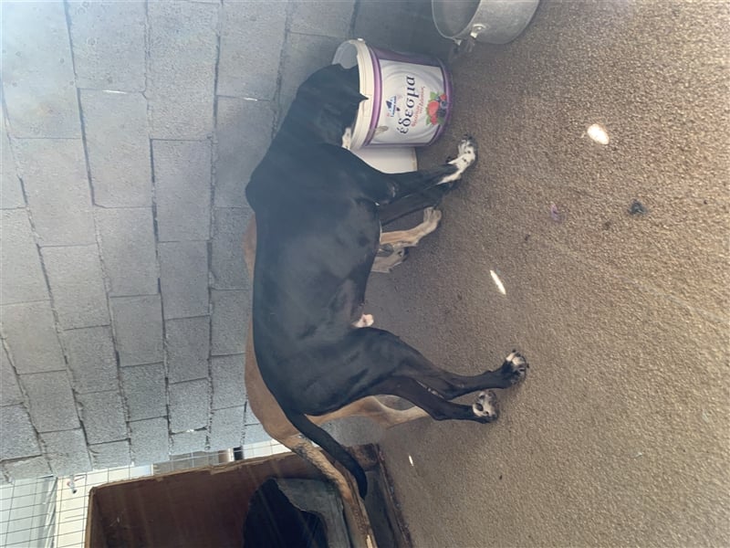 Liebevoller und niedlicher Quatschkopf Giannis sucht eine Familei