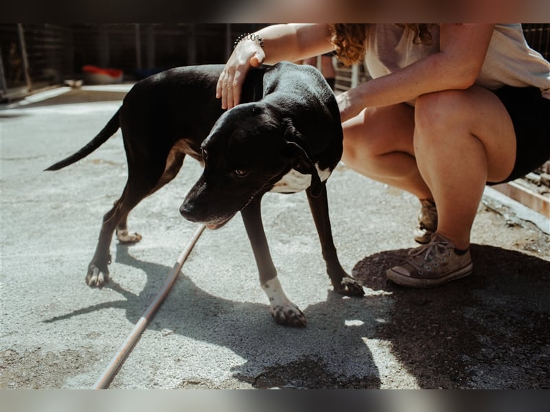 Liebevoller und niedlicher Quatschkopf Giannis sucht eine Familei