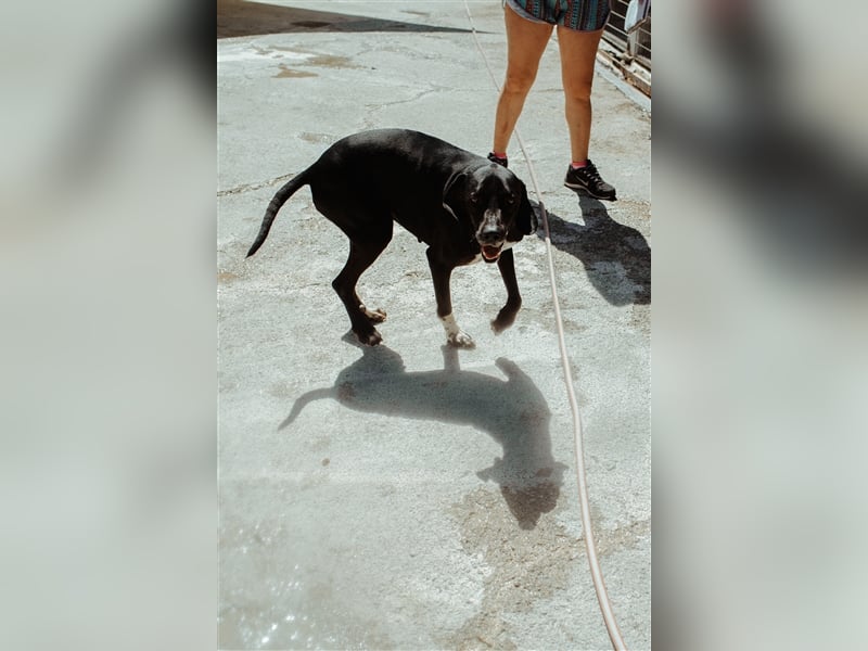 Liebevoller und niedlicher Quatschkopf Giannis sucht eine Familei