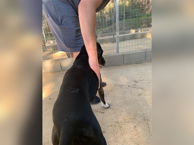 Liebevoller und niedlicher Quatschkopf Giannis sucht eine Familei