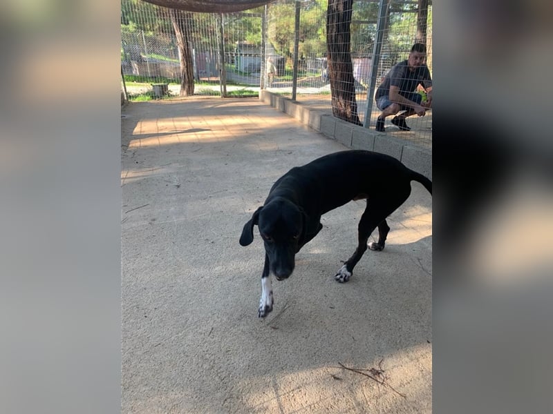 Liebevoller und niedlicher Quatschkopf Giannis sucht eine Familei