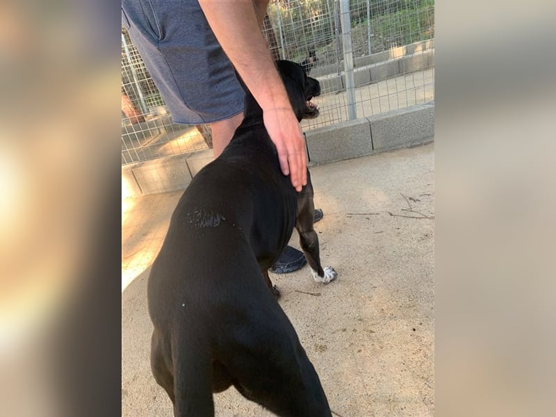 Liebevoller und niedlicher Quatschkopf Giannis sucht eine Familei