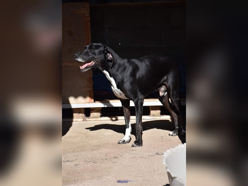 Liebevoller und niedlicher Quatschkopf Giannis sucht eine Familei