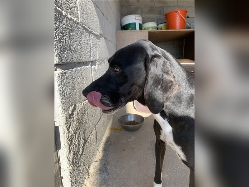 Liebevoller und niedlicher Quatschkopf Giannis sucht eine Familei