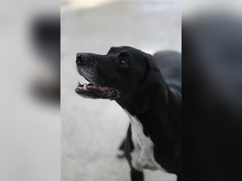 Liebevoller und niedlicher Quatschkopf Giannis sucht eine Familei