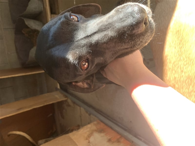 Liebevoller und niedlicher Quatschkopf Giannis sucht eine Familei