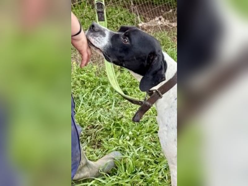 Sanfter Stefano sucht Familienanschluss