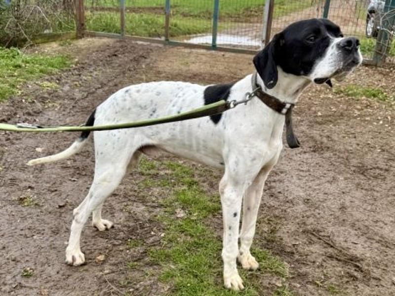 Sanfter Stefano sucht Familienanschluss