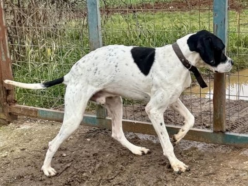 Sanfter Stefano sucht Familienanschluss