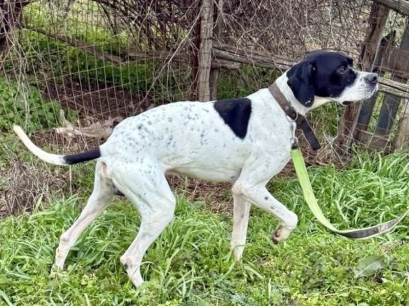 Sanfter Stefano sucht Familienanschluss