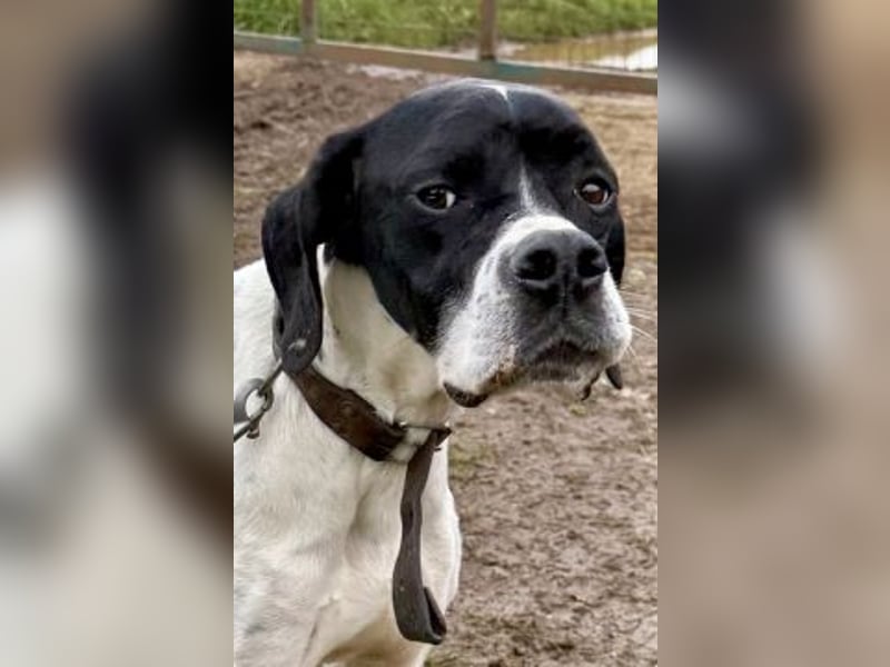 Sanfter Stefano sucht Familienanschluss