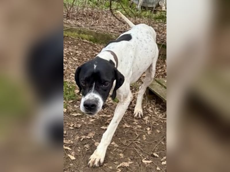 Sanfter Stefano sucht Familienanschluss