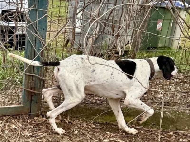 Sanfter Stefano sucht Familienanschluss